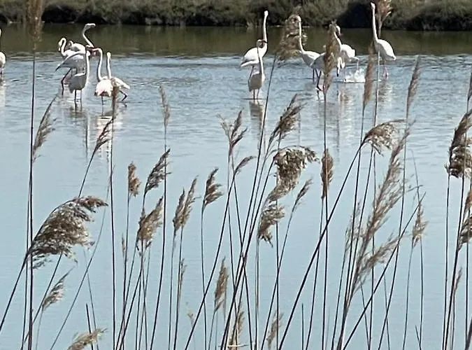Vue Port, Belle Terrasse, Piscine Lejlighed *